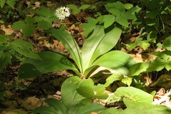 Clintonia umbellulata