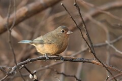 Rose-Bellied Bunting photo 2