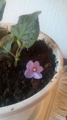 Streptocarpus ionanthus