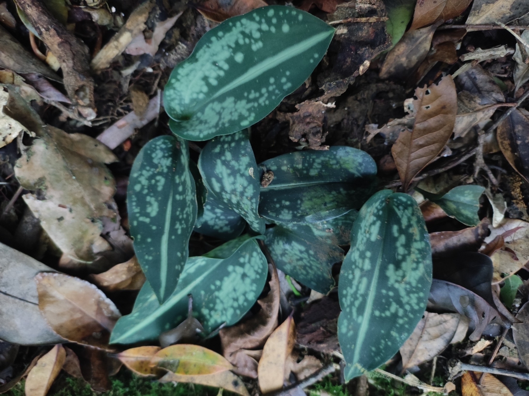 Aspidistra minor (Aspidistra minor)