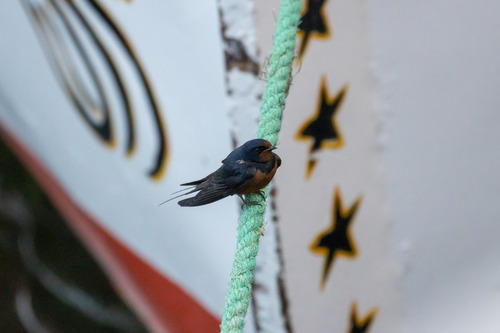 Barn Swallow (Egyptian)