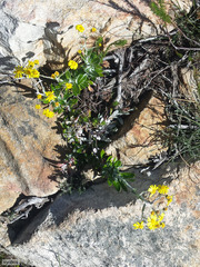 Oresbia heterocarpa