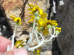 Oresbia heterocarpa