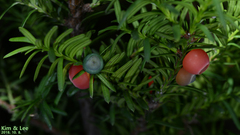 Taxus cuspidata