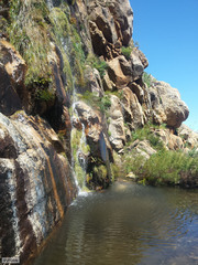 Gladiolus cardinalis