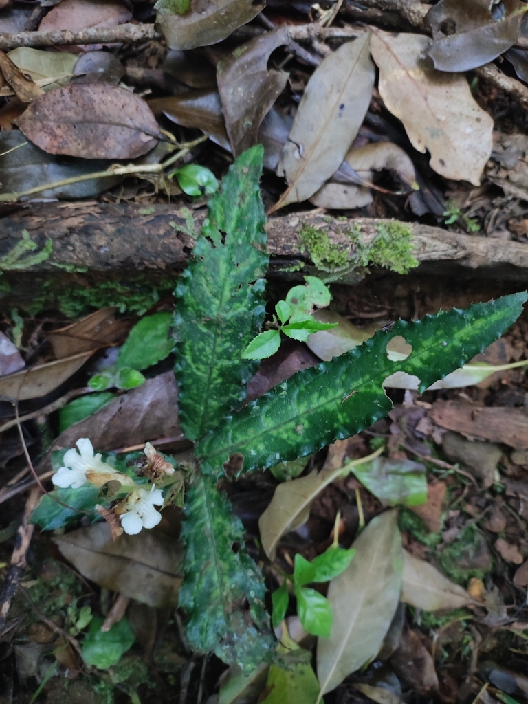 Acanthus leucostachyus (Acanthus leucostachyus)