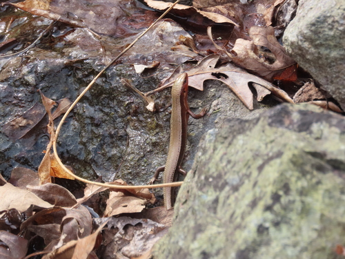 Coal Skink, Plestiodon anthracinus