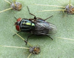 Cochliomyia