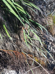 Gladiolus cardinalis