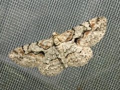 Iridopsis defectaria