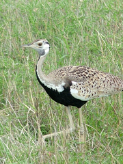 Lissotis melanogaster