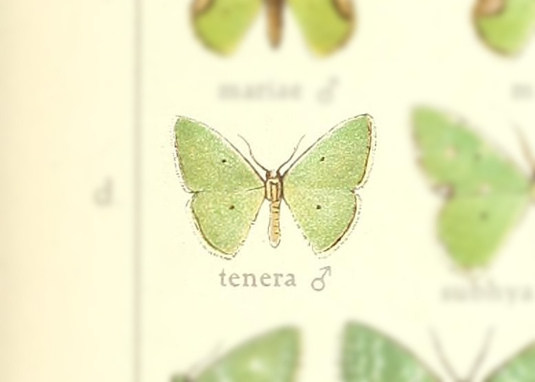 Chlorochromodes