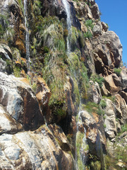 Gladiolus cardinalis