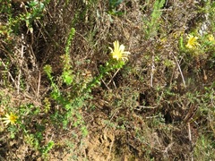 Cullumia setosa setosa