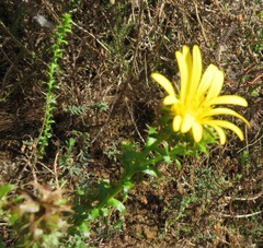 Cullumia setosa setosa