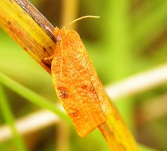 Choristoneura obsoletana