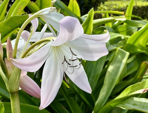 Crinum moorei