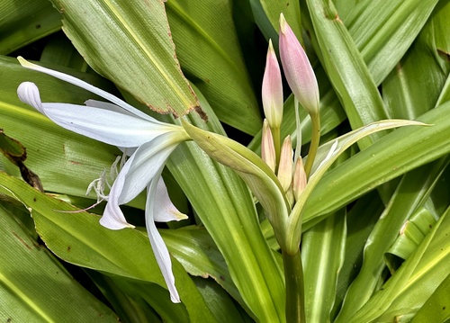 Crinum moorei