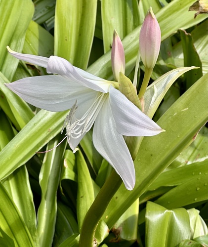 Crinum moorei