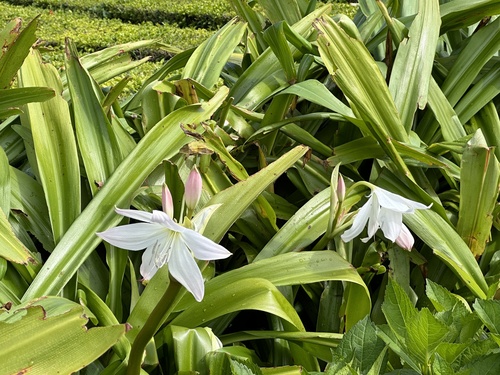Crinum moorei
