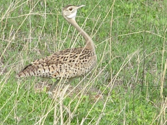 Lissotis melanogaster