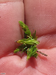 Cliffortia tuberculata