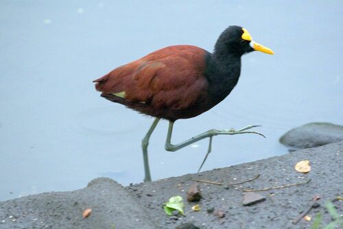 Northern Jacana