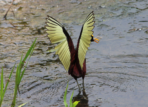Northern Jacana