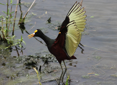 Northern Jacana