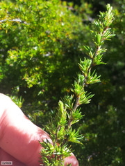 Cliffortia tuberculata