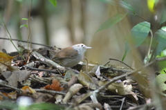 Uropsila leucogastra