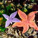 Asterias rubens - Photo (c) Ates Evirgen,  זכויות יוצרים חלקיות (CC BY-NC), uploaded by Ates Evirgen