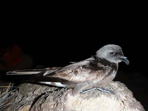 Foto de Band-rumped Storm Petrel
