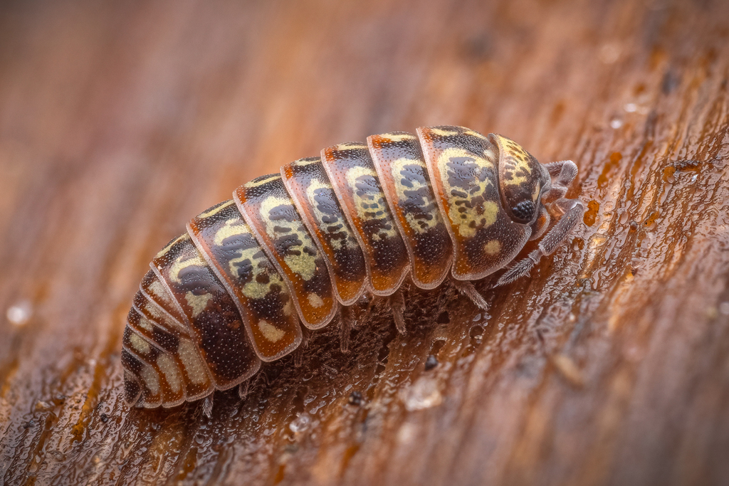 Beautiful Pill Woodlouse, photo 1 of 10
