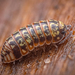Beautiful Pill Woodlouse - Photo (c) Alexis, some rights reserved (CC BY), uploaded by Alexis