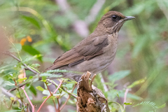 Creamy-Bellied Thrush photo 1