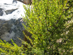 Cliffortia tuberculata