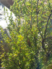 Cliffortia tuberculata