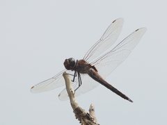 Tramea transmarina euryale