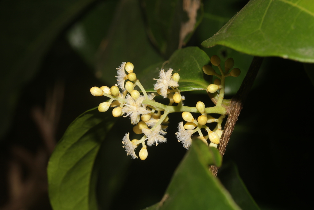 Leretia cordata