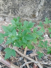 Cleome rutidosperma image