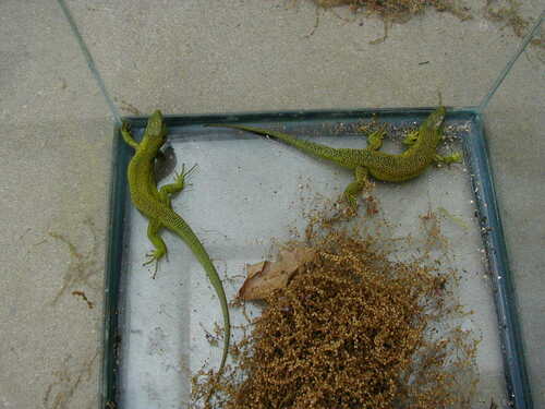 Western Green Lizard, Lacerta bilineata