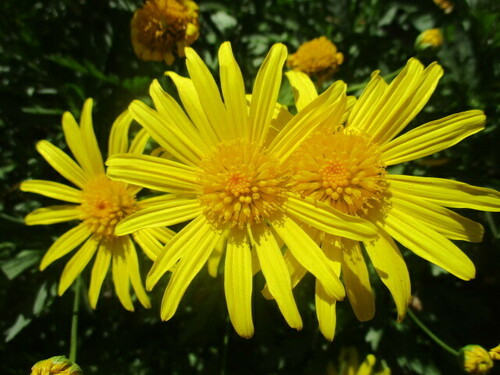 Euryops pectiné 3
