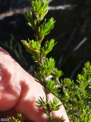 Cliffortia tuberculata