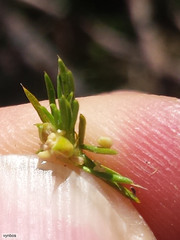 Cliffortia tuberculata