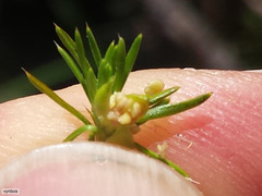 Cliffortia tuberculata