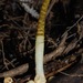 Yellow Dog Stinkhorn - Photo (c) Michael (inski), some rights reserved (CC BY-SA)