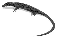 Panay Monitor Lizard photo 2