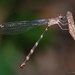 Devadatta argyoides - Photo (c) Green Baron Pro, algunos derechos reservados (CC BY-NC-ND)