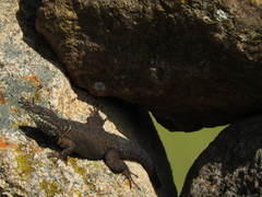 Sceloporus dugesii